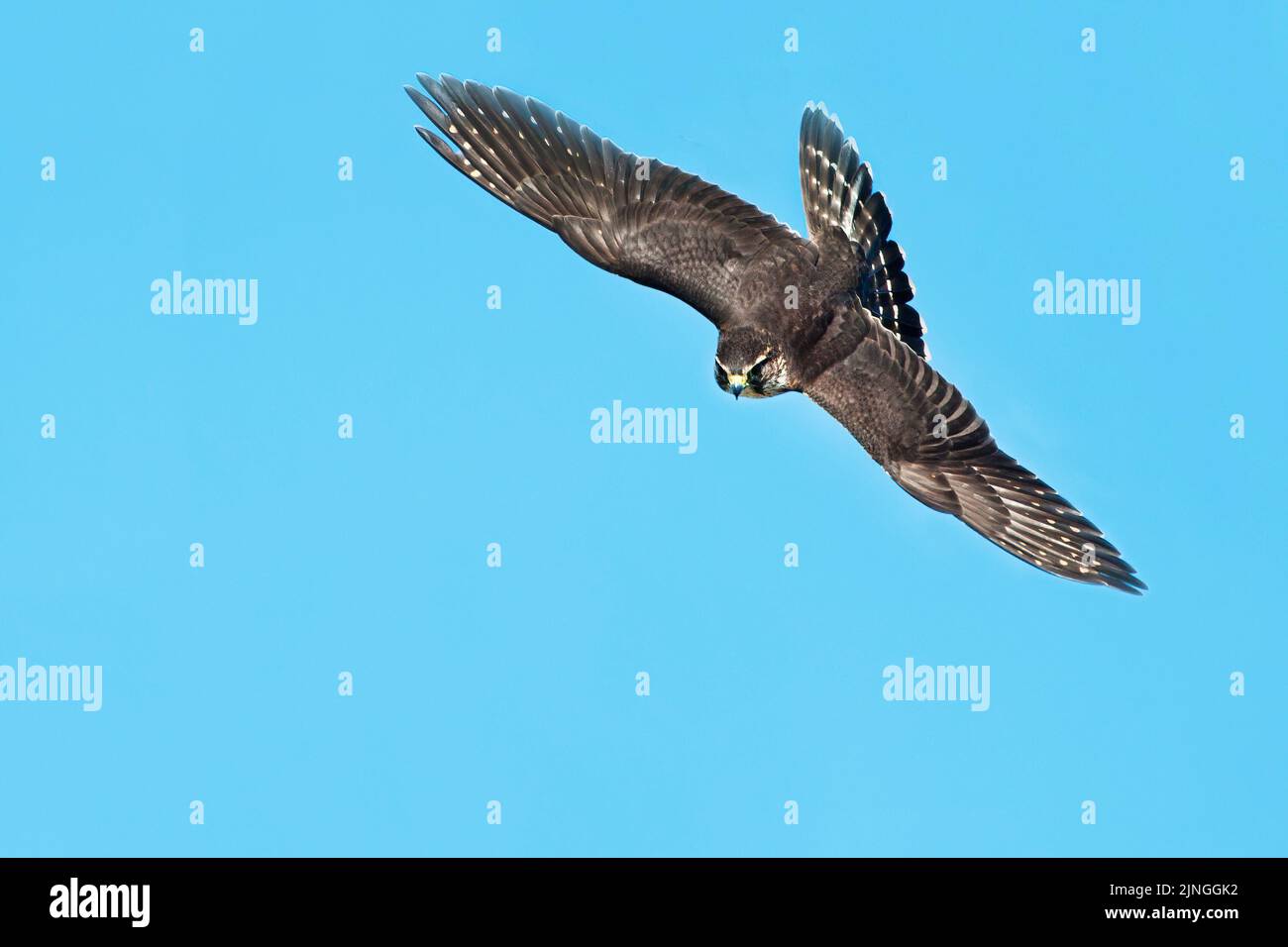 Merlin Falcon in flight Stock Photo
