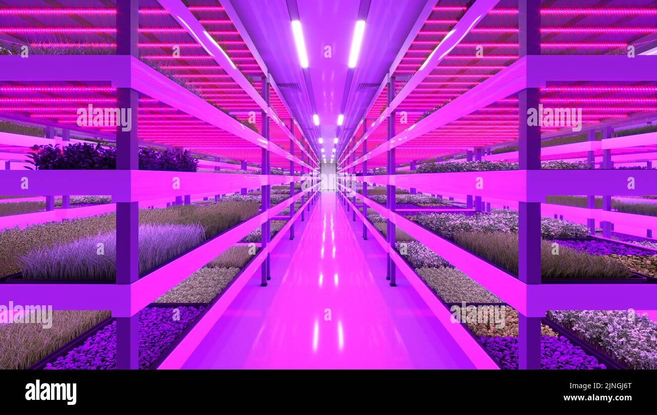 Indoor vertical farm. Hydroponic microgreens plant factory. Plants grow with led lights