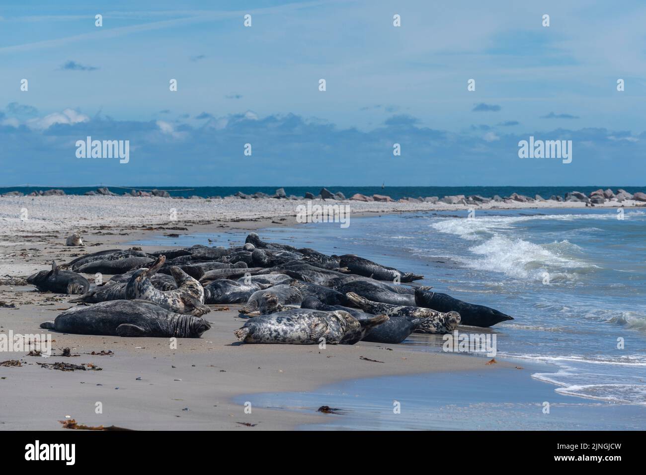Seals, protected area, do not disturb, high seas island The Dune, part of Heligoland, district Pinneberg, Schleswig-Holstein, Northern Germany Stock Photo