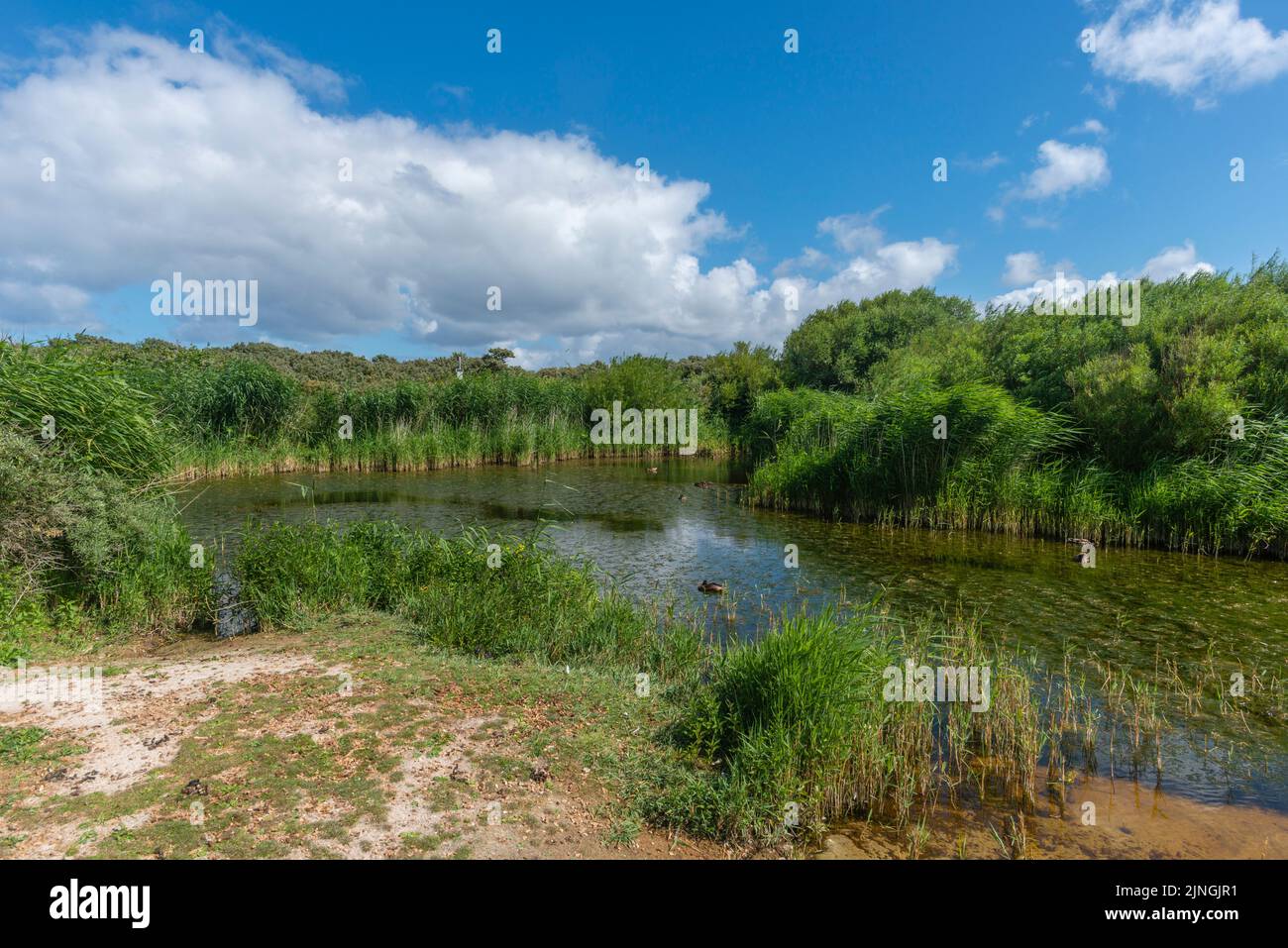 fresh water lake on the high seas island The Dune, part of Heligoland, district Pinneberg, Schleswig-Holstein, Northern Germany Stock Photo