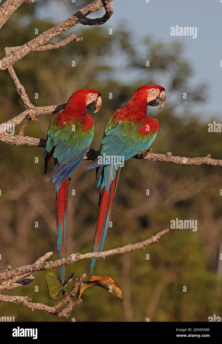 Red-and-green Macaw (Ara chloropterus) adult pair perched on dead branch Chapada dos Guimaraes National Park, Brazil                     July Stock Photo