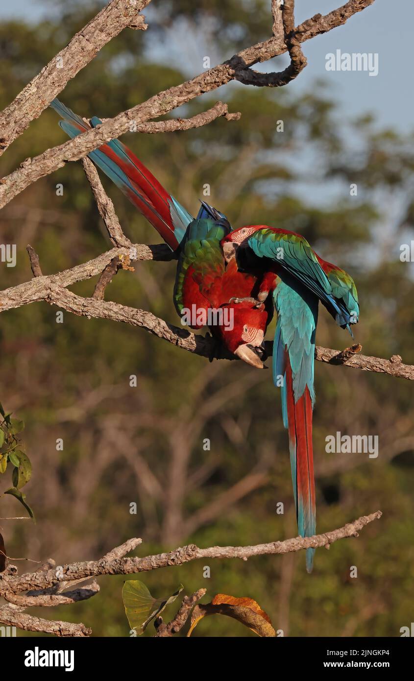 Red-and-green Macaw (Ara chloropterus) adult pair perched on dead branch mutual preening Chapada dos Guimaraes National Park, Brazil Stock Photo