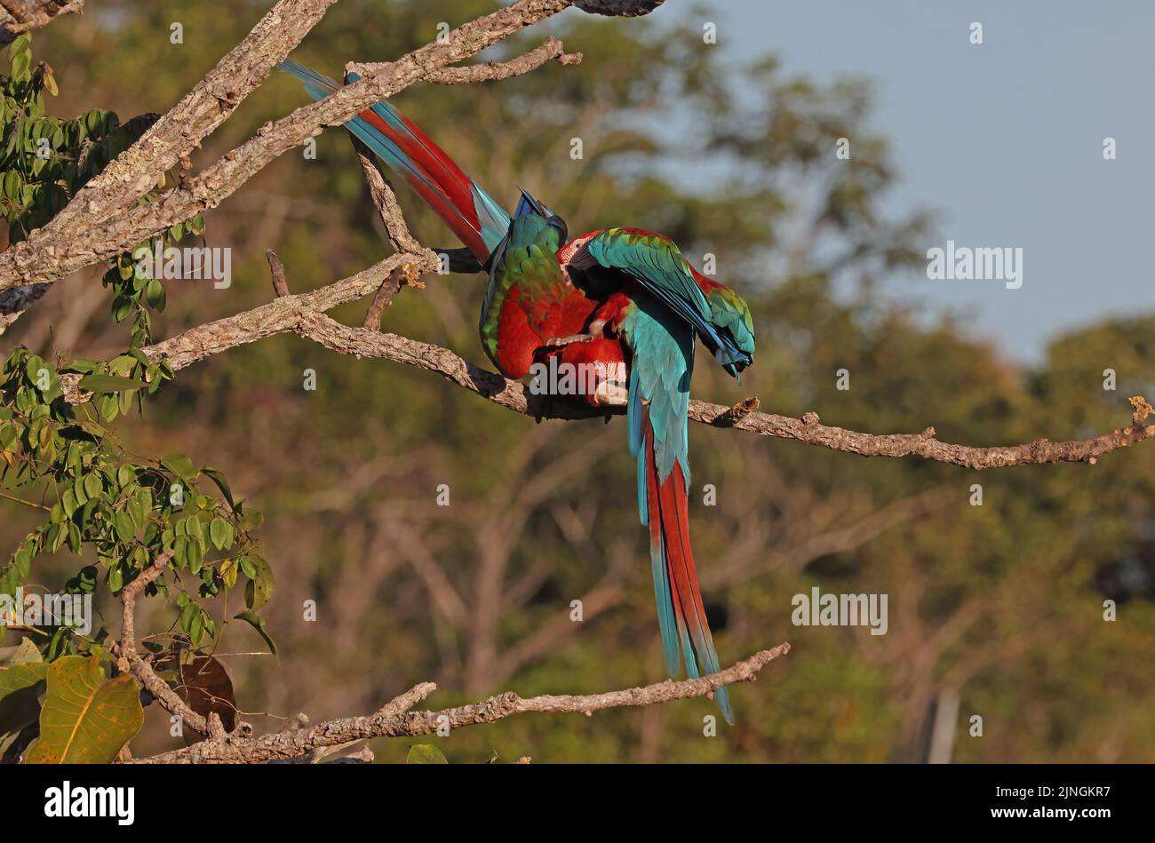 Red-and-green Macaw (Ara chloropterus) adult pair perched on dead branch mutual preening Chapada dos Guimaraes National Park, Brazil Stock Photo