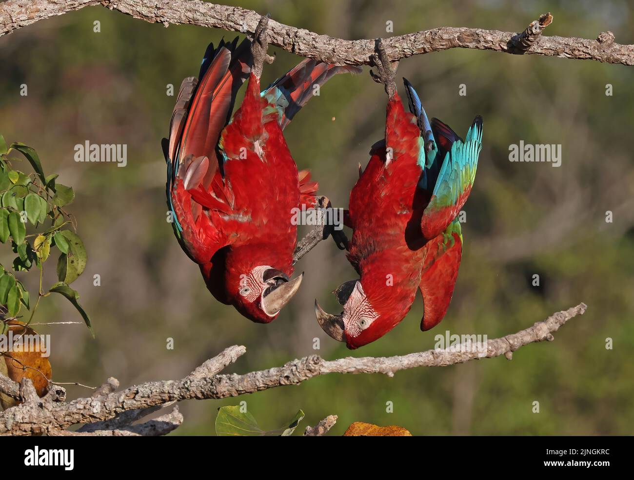 Red-and-green Macaw (Ara chloropterus) adult pair hanging up side pown from branch playing Chapada dos Guimaraes National Park, Brazil Stock Photo