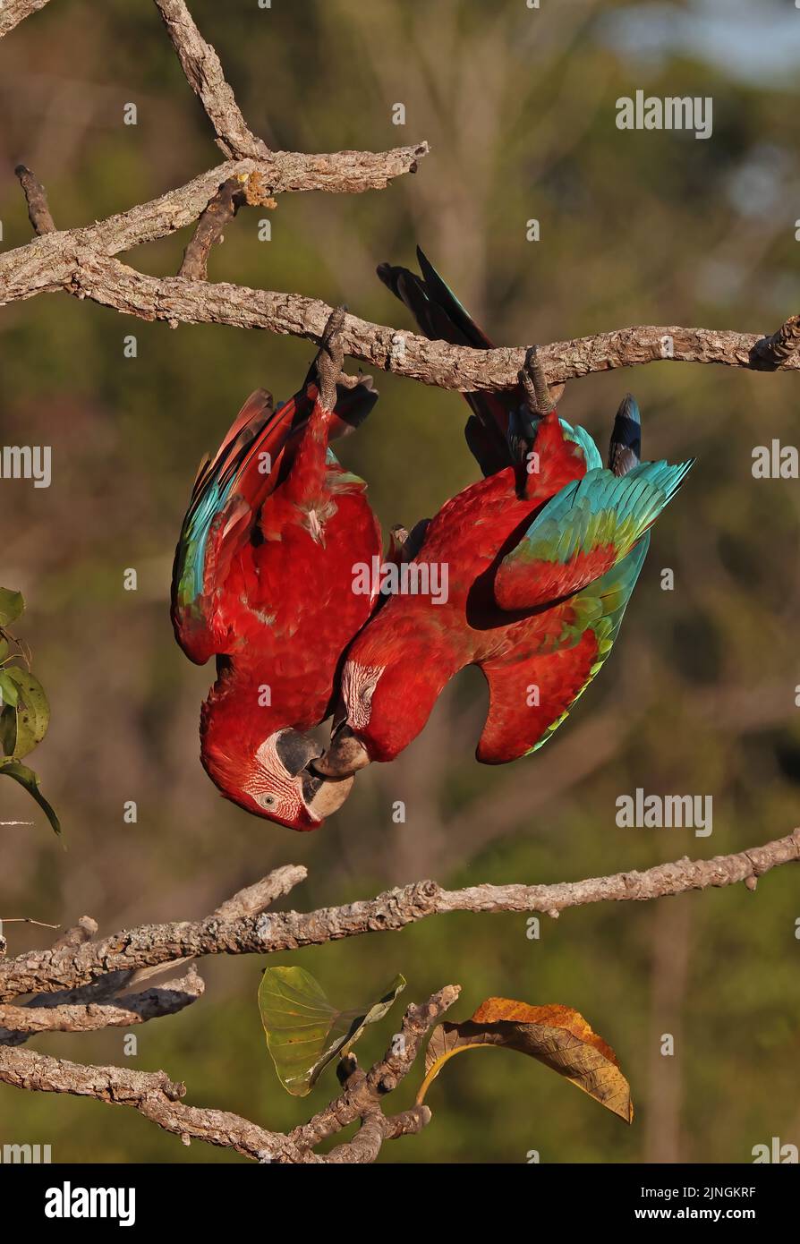 Red-and-green Macaw (Ara chloropterus) adult pair hanging up side pown from branch playing Chapada dos Guimaraes National Park, Brazil Stock Photo
