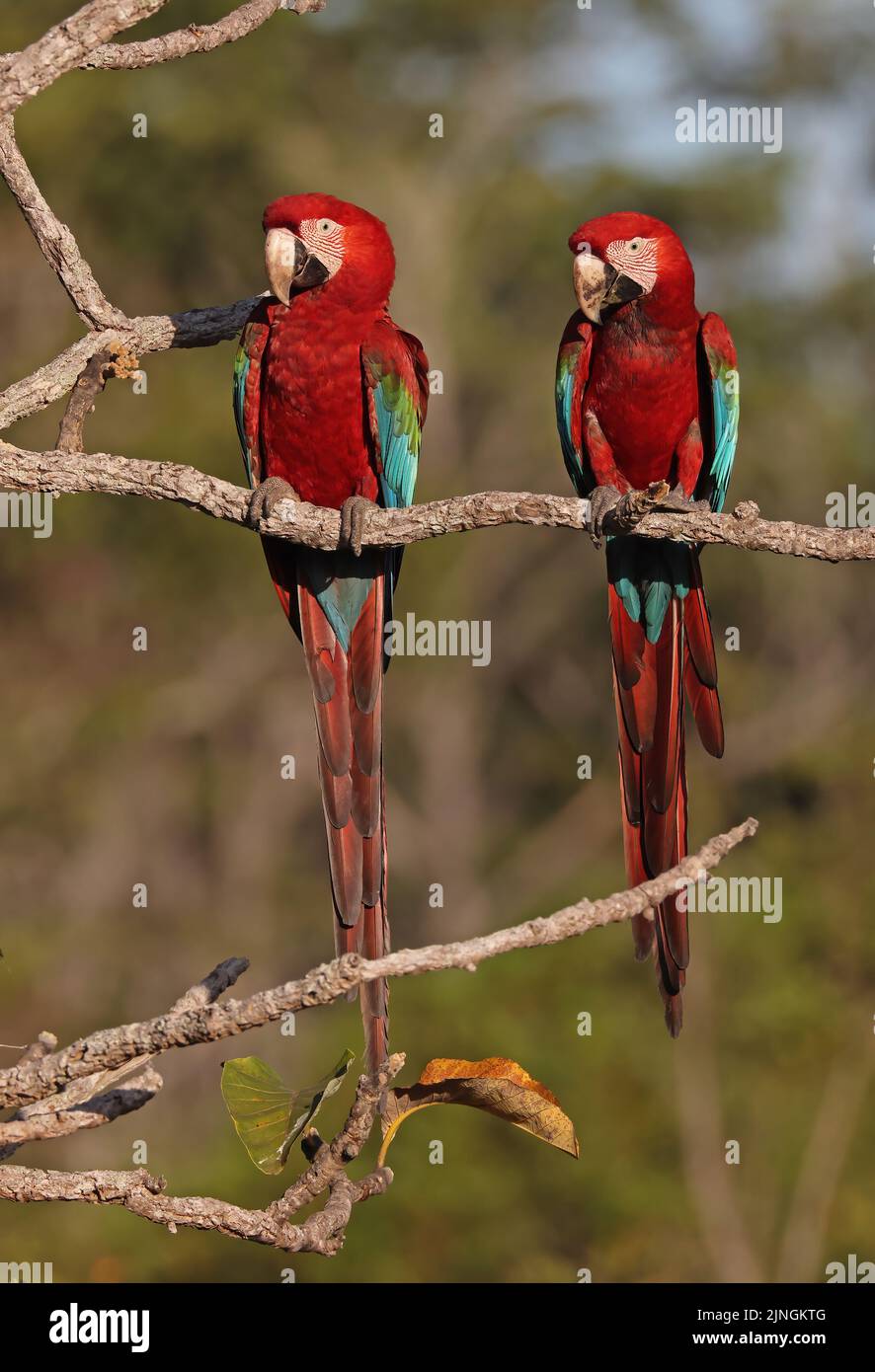Red-and-green Macaw (Ara chloropterus) adult pair perched on dead branch Chapada dos Guimaraes National Park, Brazil                     July Stock Photo