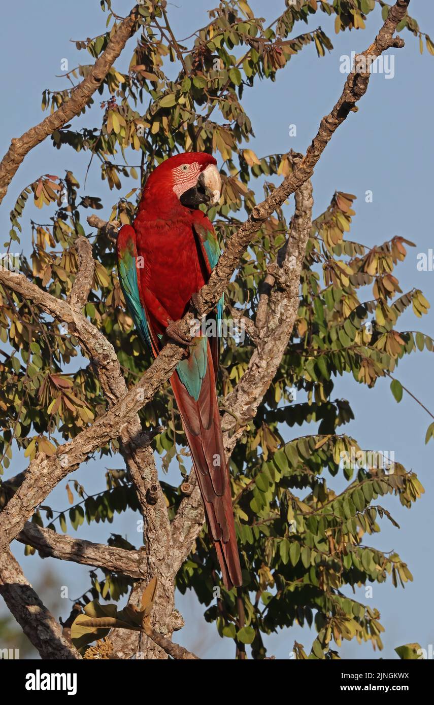 Red-and-green Macaw (Ara chloropterus) adult perched on dead branch Chapada dos Guimaraes National Park, Brazil                     July Stock Photo