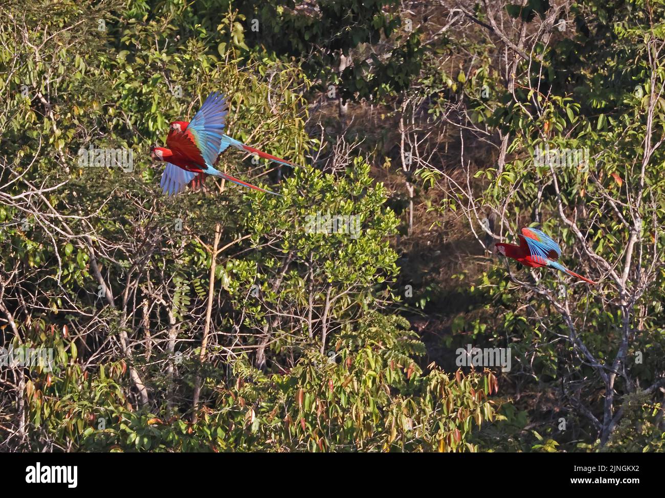 Red-and-green Macaw (Ara chloropterus) three adults flying over forest Chapada dos Guimaraes National Park, Brazil                     July Stock Photo