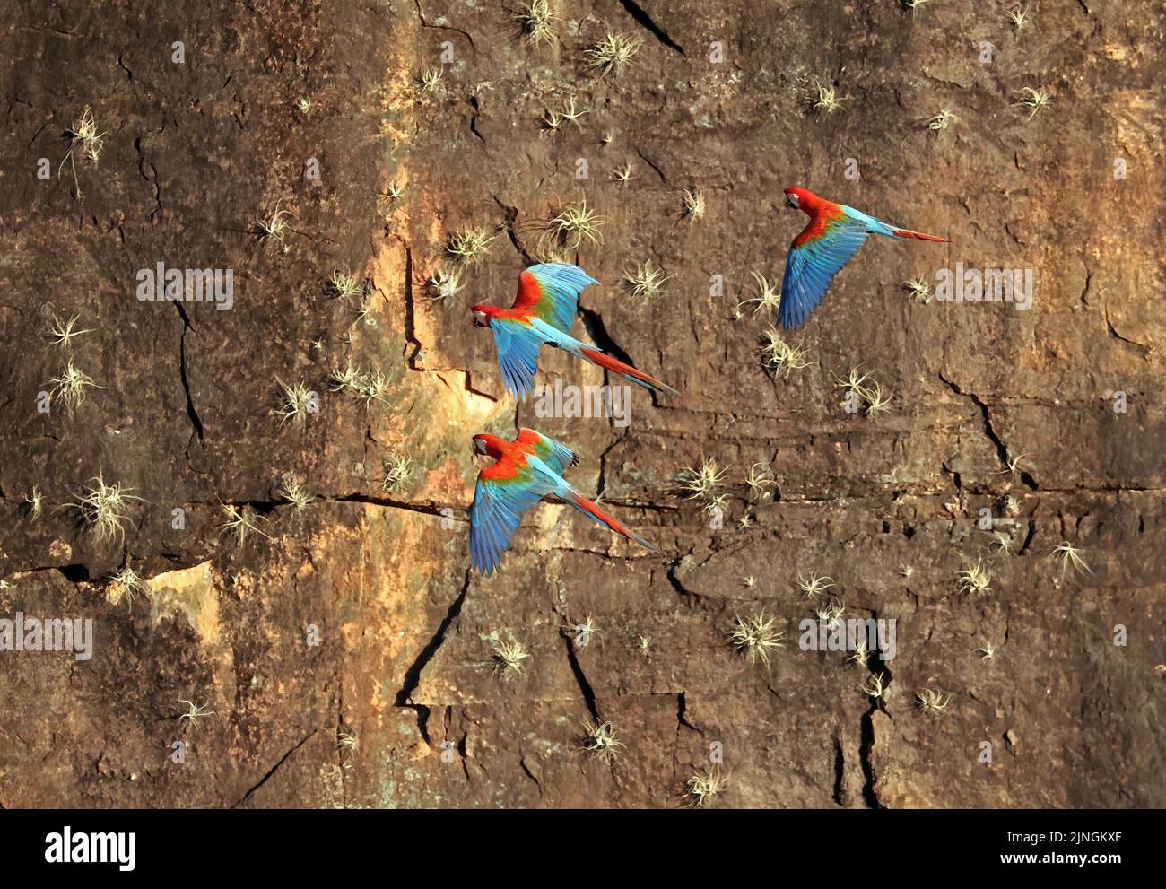 Red-and-green Macaw (Ara chloropterus) three adults flying in gorge Chapada dos Guimaraes National Park, Brazil                     July Stock Photo