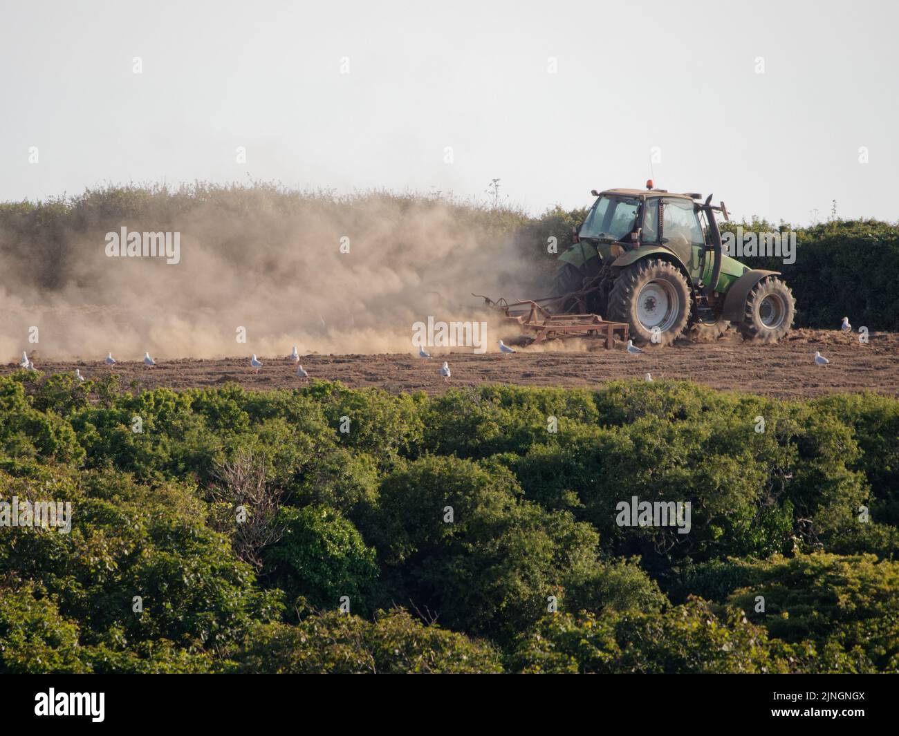 UK Weather, Crantock, Cornwall, UK. A farmer raises large dust clouds from his arid soil as he harrows the parched soil in hope of being able to sow crops. The Environment Agency meets on Friday to decide if drought conditions on water usage should be introduced in the south west of England. 11th August 2022. Robert Taylor Alamy Live News Stock Photo