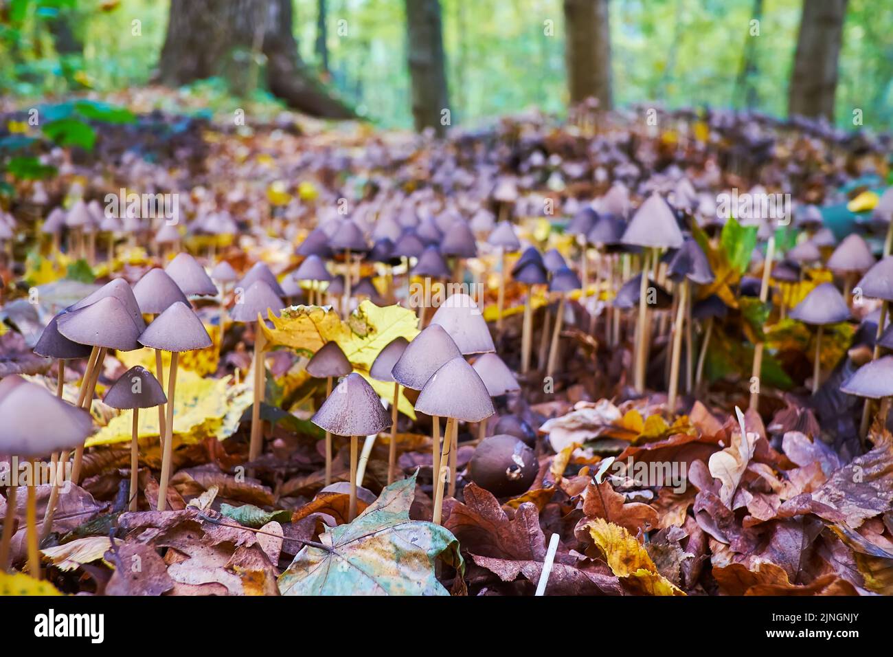 The psilocybe semilanceata mushrooms, covered with dry foliage in forest Stock Photo