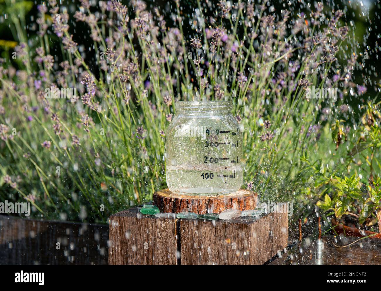 Handmade rain water gauge made of glass jar, measuring rain in home garden. Raining outdoors in garden. Also known as udometer, pluvia metior. Stock Photo