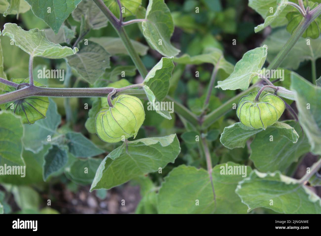 inca berry in the garden Stock Photo