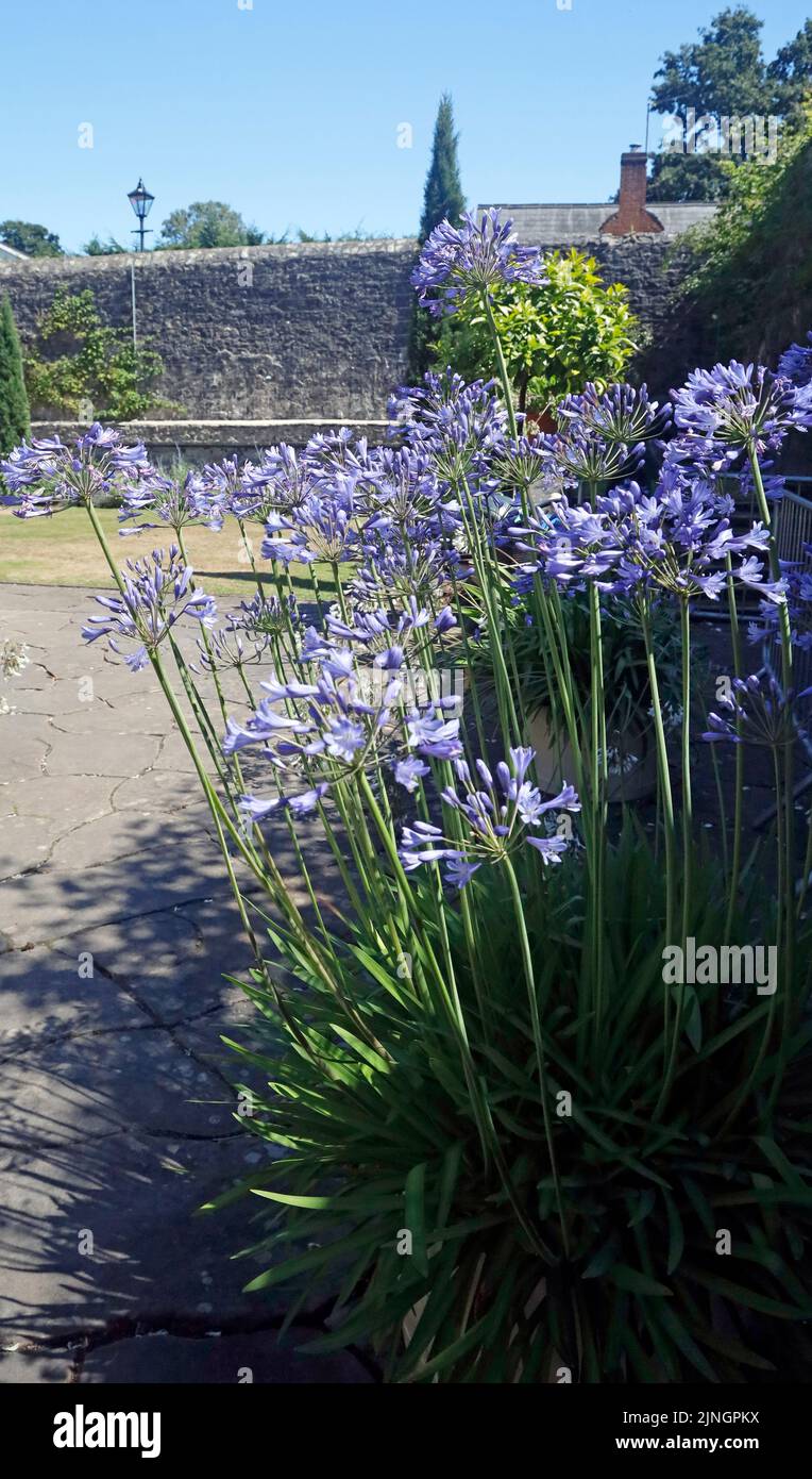Blue flowers at The Italian Garden,  St Fagans National Museum of History. Summer 2022. August. Water feature with plants and waterspouts Stock Photo
