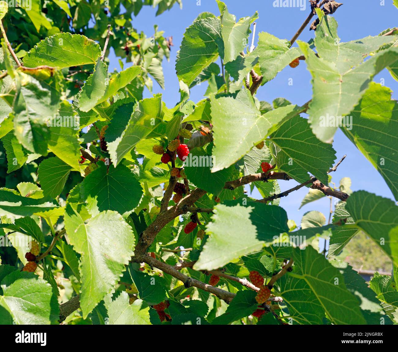 Berries, Black Mulberry tree - morus nigra - St Fagans National History Museum. Amgueddfa Werin Cymru, Caerdydd. Cardiff, Wales. August 2022. Summer. Stock Photo