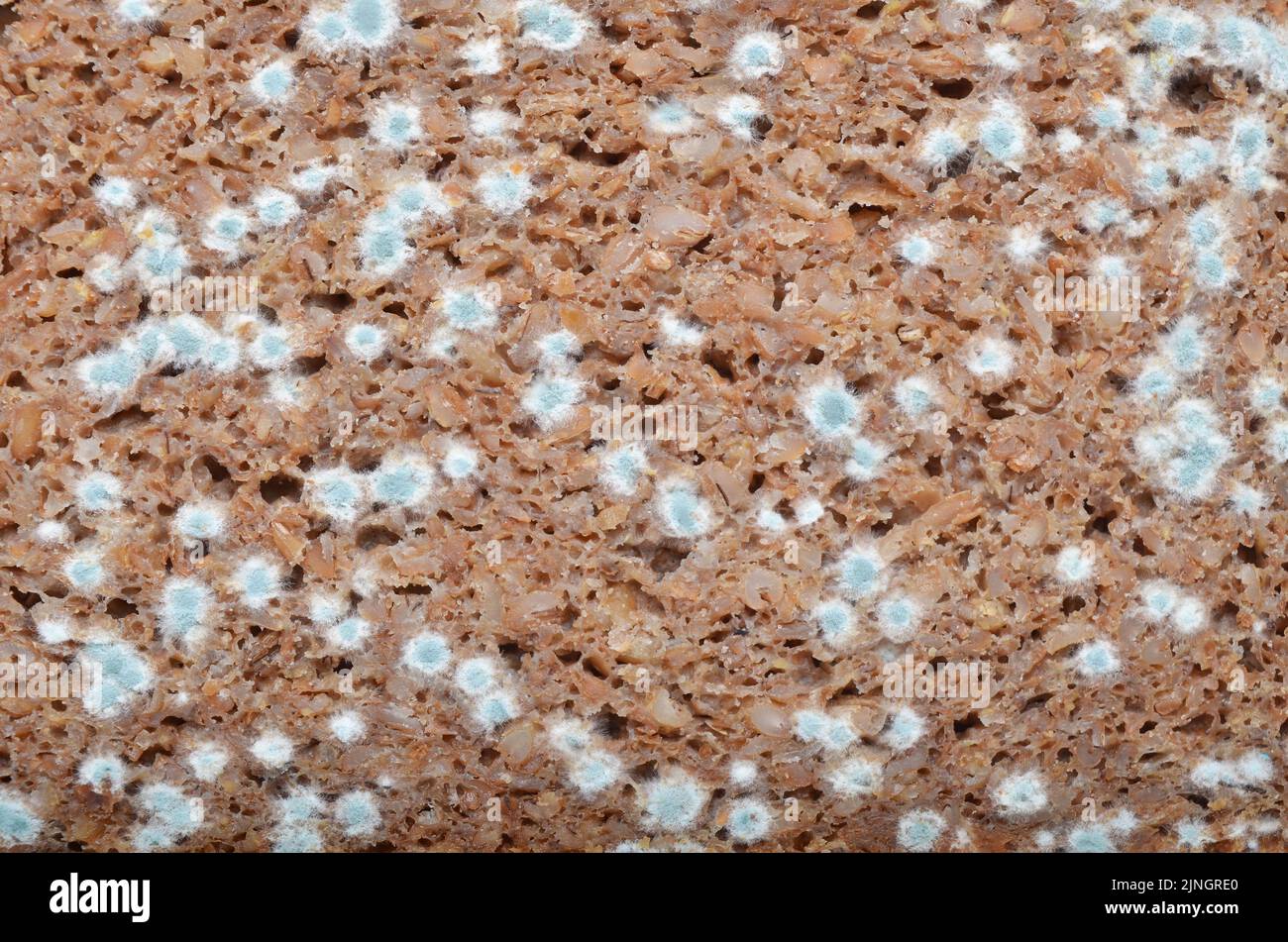 Closeup of mold spores on brown bread Stock Photo