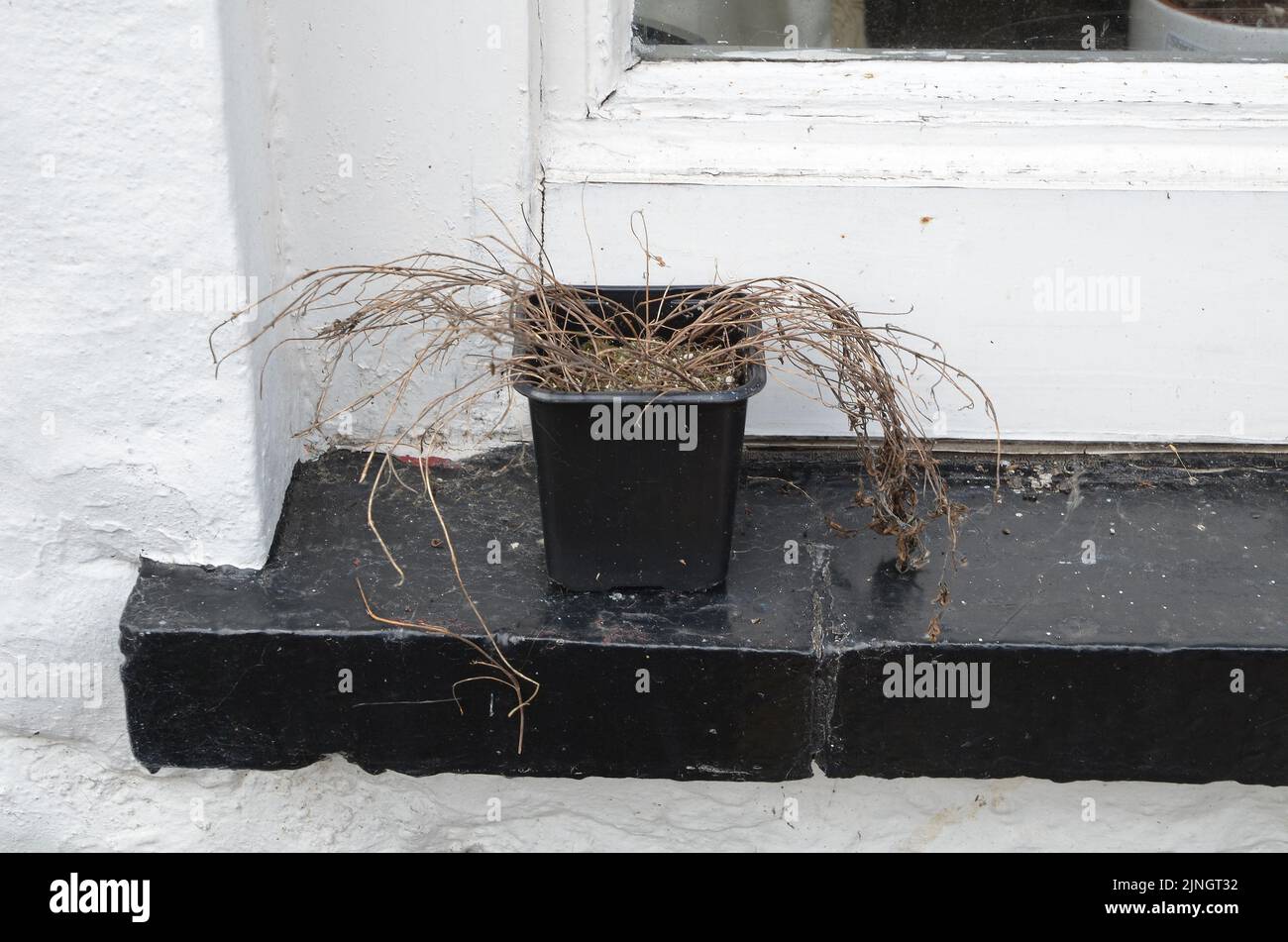 Dead pot plant on exterior windowsill Stock Photo Alamy