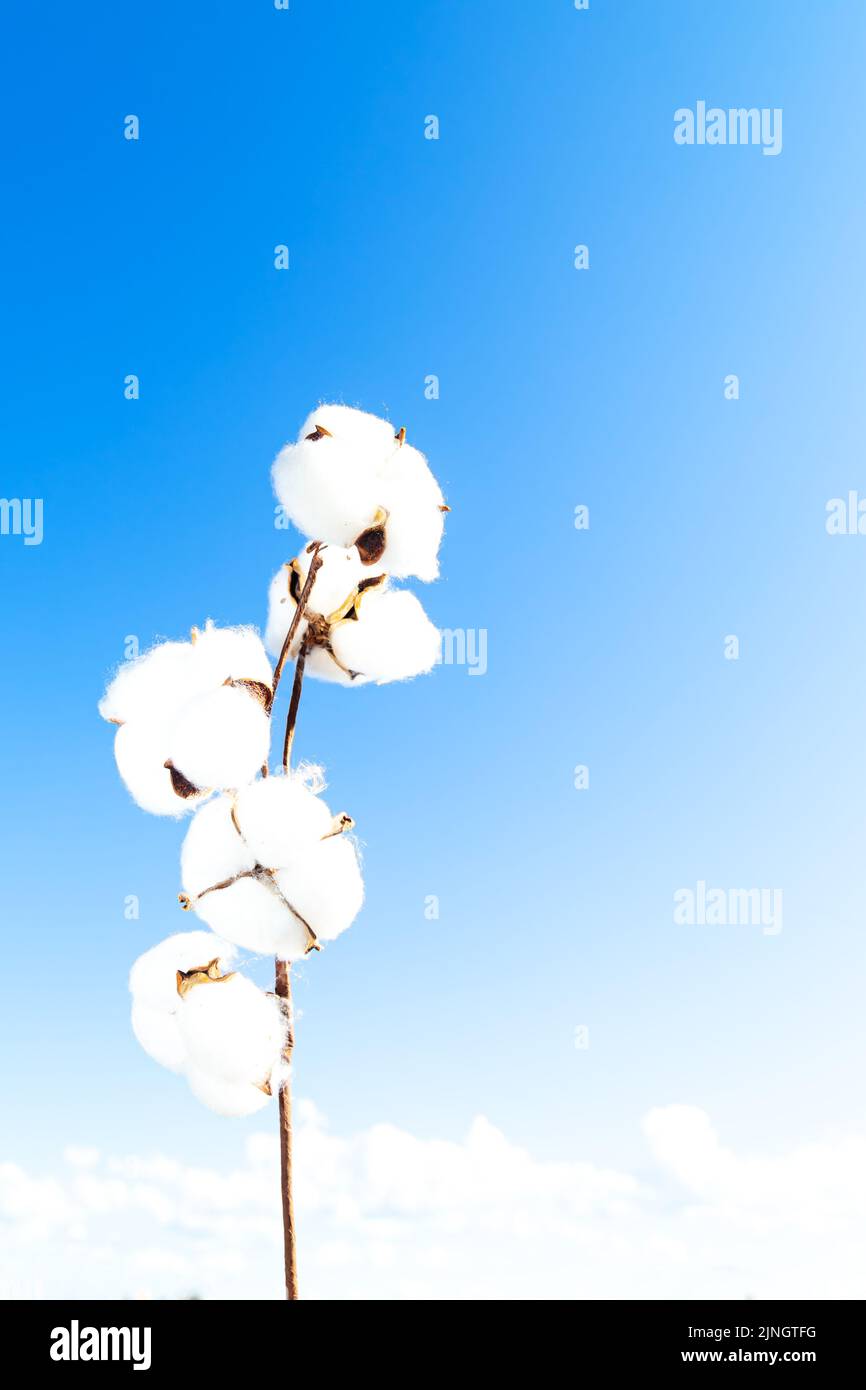 Blooming cotton branch against the blue sky. Natural organic fiber, raw material for making fabric. Copy space. Stock Photo