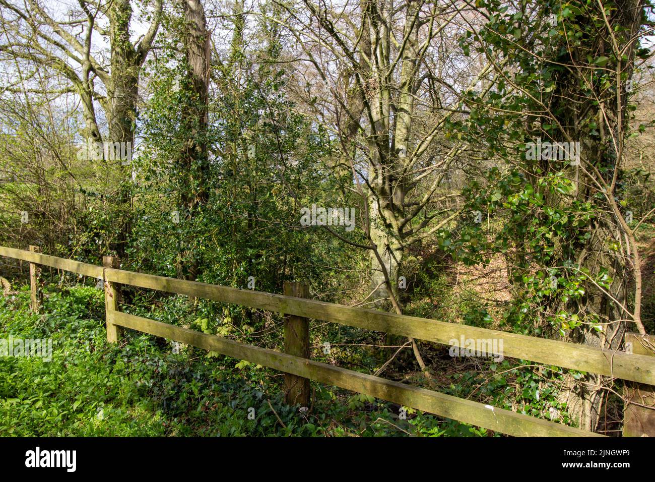 bucolic winter Devon copse of trees with a two bar wooden fence, hazy blue sky and long evening shadows Stock Photo
