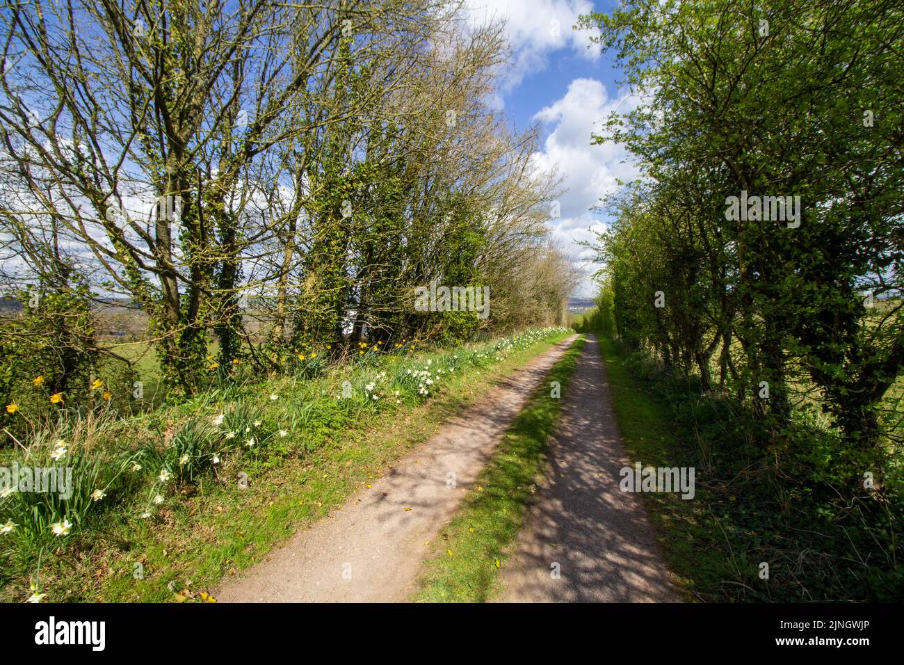 country lane and farm road in the West Country in Winter with bare trees, hedge rows, green fields and clear blue skies Stock Photo