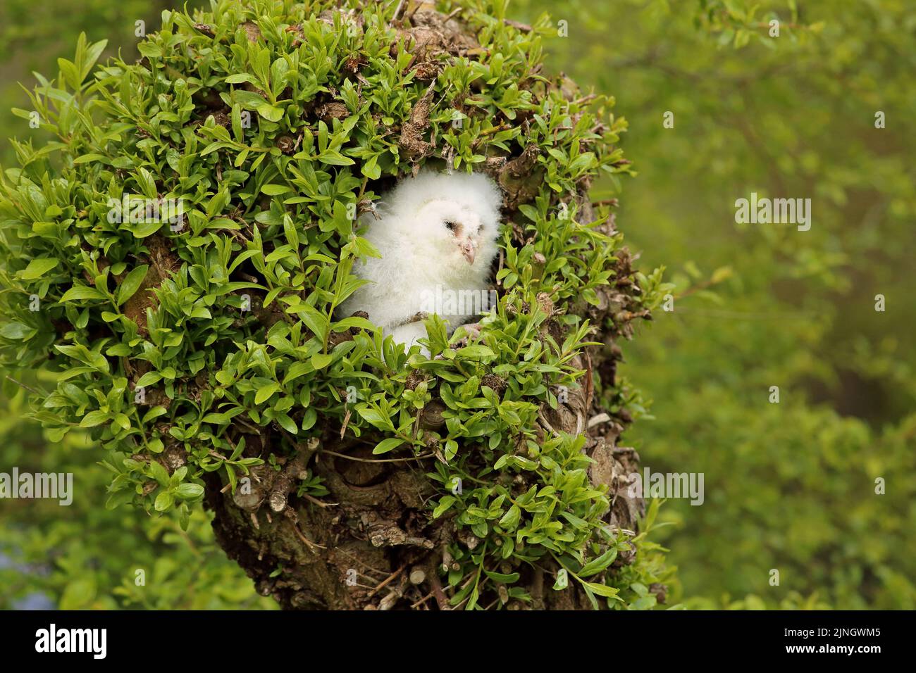 A barn owl chick (Tyto alba) is resting in a typical Dutch willow tree. It ate a lot of mice and will grow to adulthood in 6-7 weeks. Stock Photo