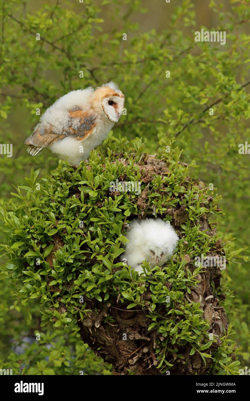 A barn owl chick (Tyto alba) is resting in a typical Dutch willow tree. It ate a lot of mice and will grow to adulthood in 6-7 weeks. Stock Photo