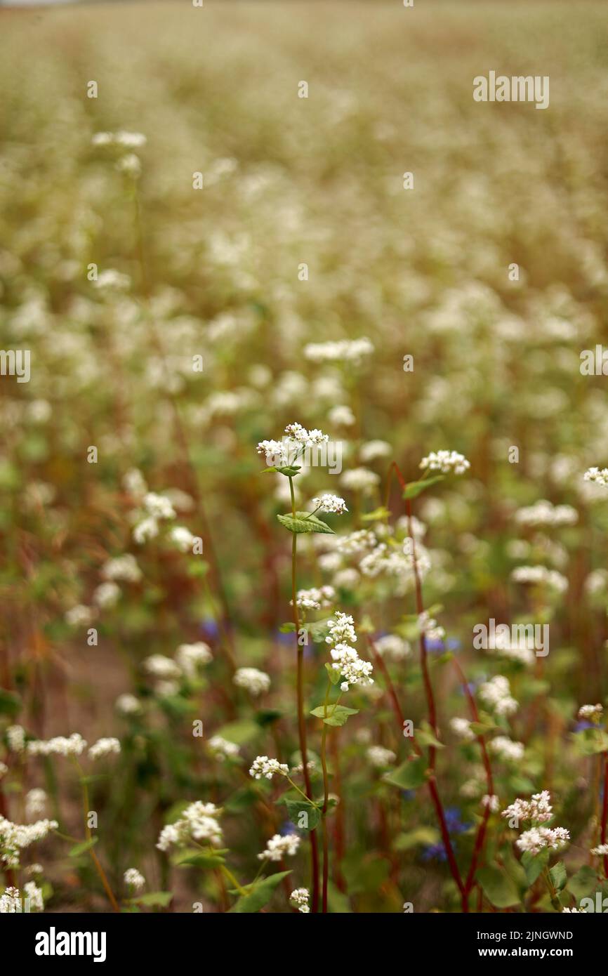Buckwheat flowers blowing in the wind. Blooming buckwheat crops in field, close up of cultivated