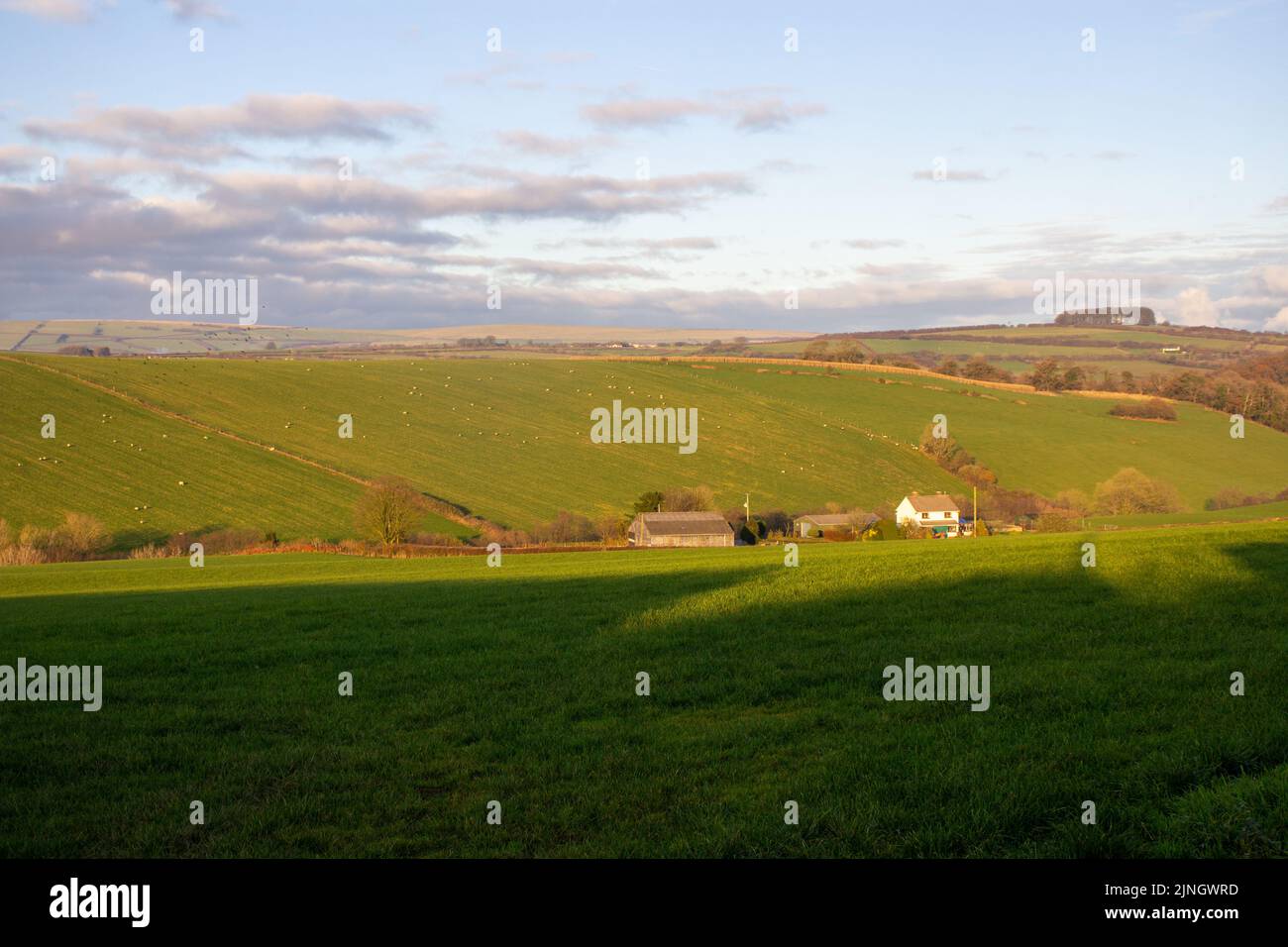Devon farm land in winter with muddy tracks, green grass, hills and trees in the distance with a hazy blue sky Stock Photo