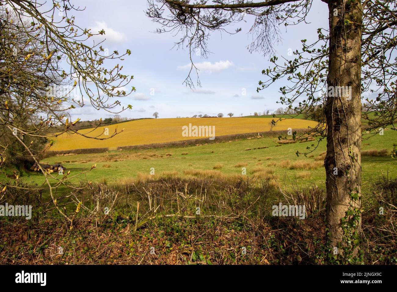Typical countryside of Devon with green fields, gentle hills with
