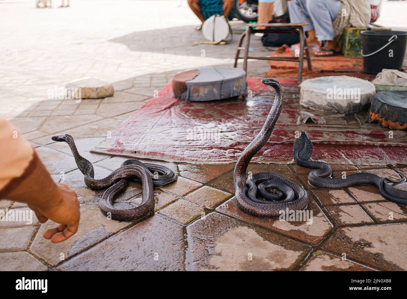 Cobra snake on a snake pit for tourists in Marrakesh, Morocco Stock Photo