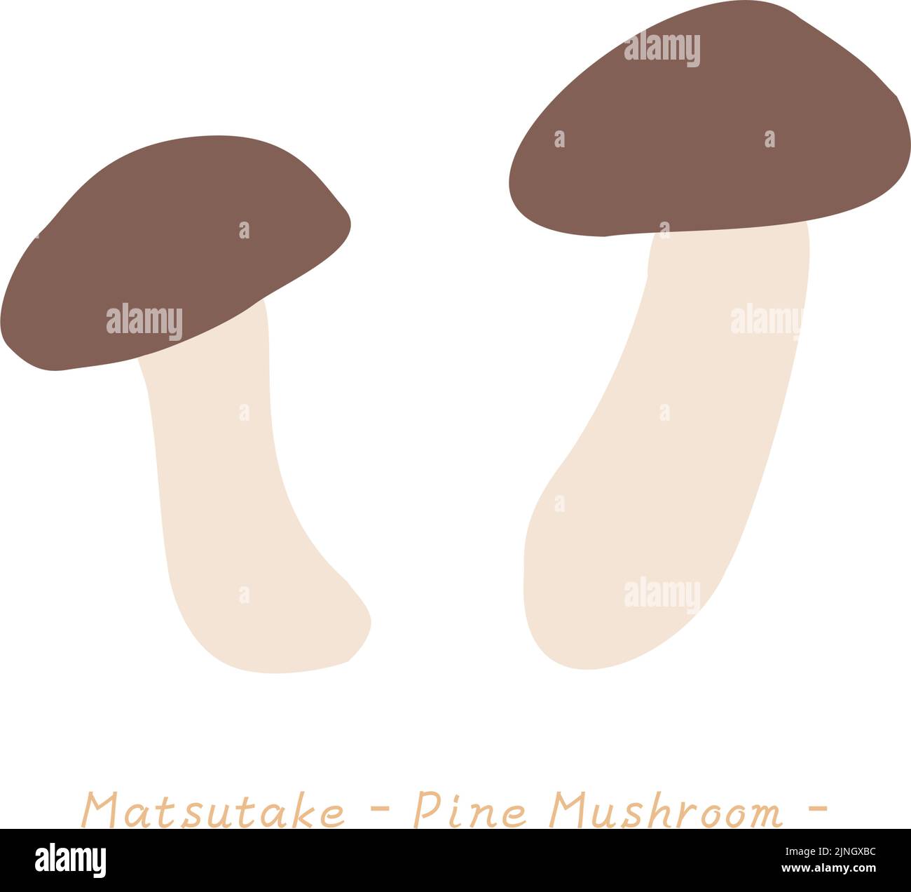 Autumn taste, a simple mushroom illustration Matsutake Vector illustration Stock Vector Image