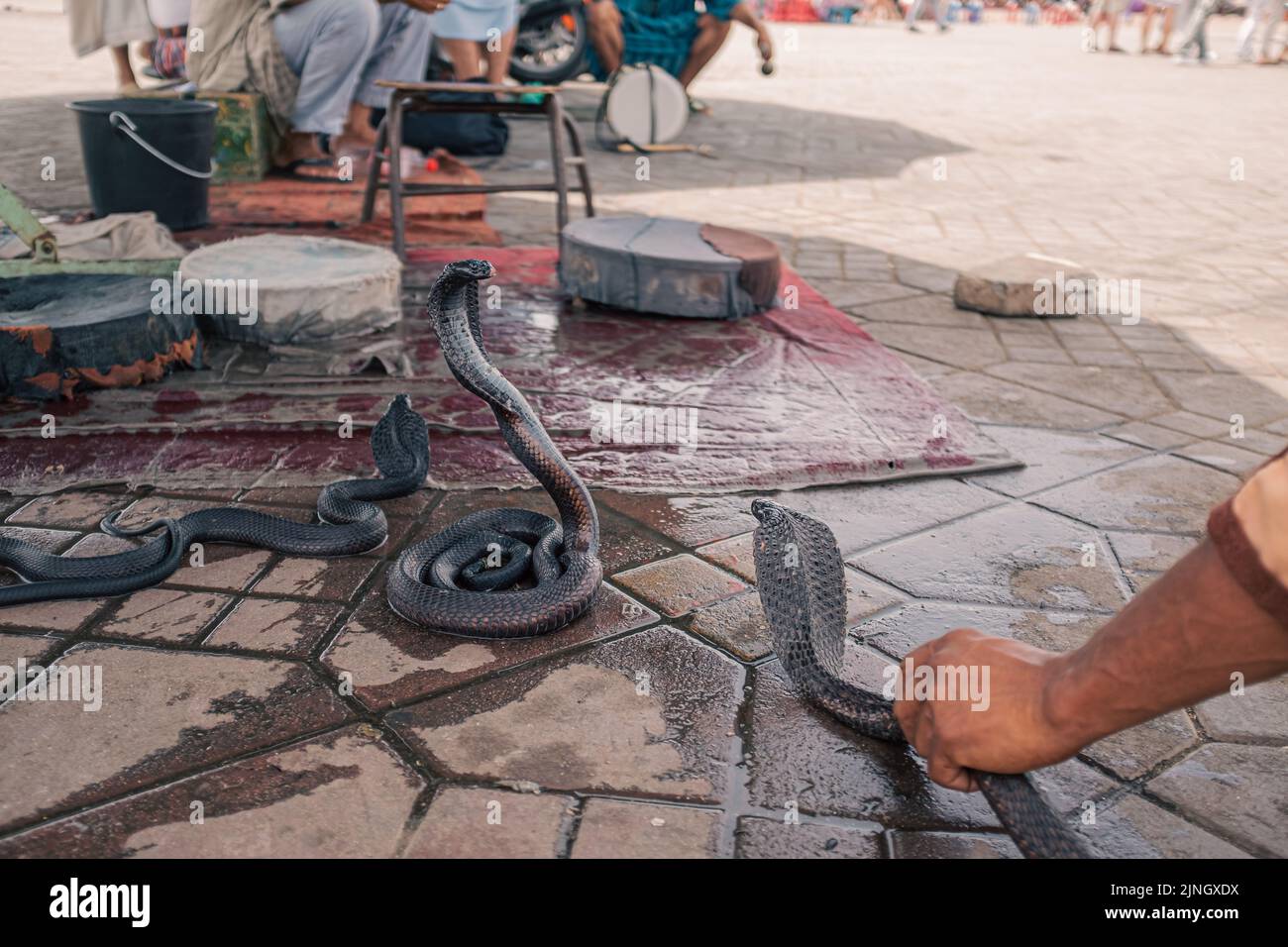 Cobra snake on a snake pit for tourists in Marrakesh, Morocco Stock Photo
