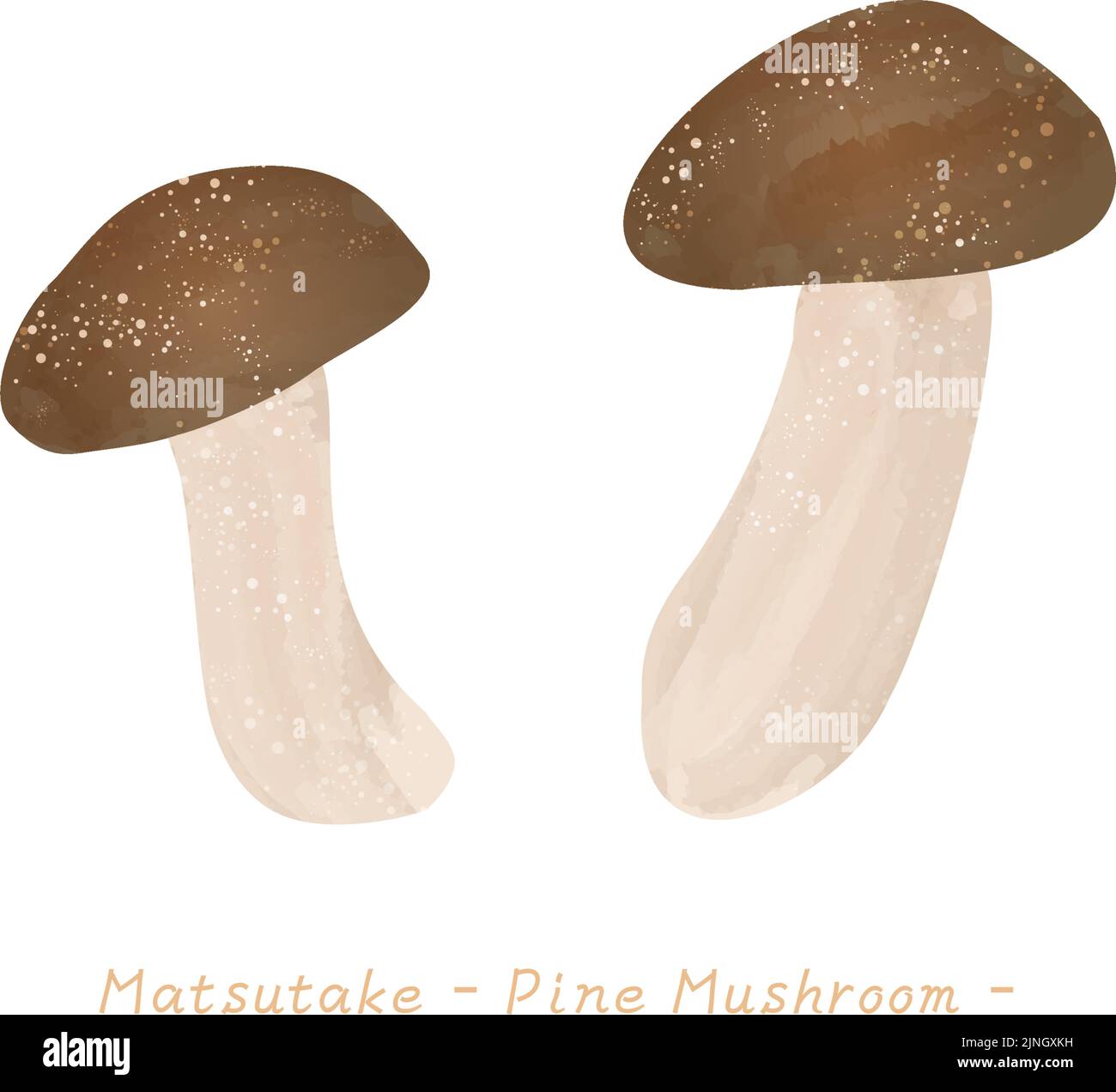 Autumn taste, a simple mushroom illustration Matsutake Vector