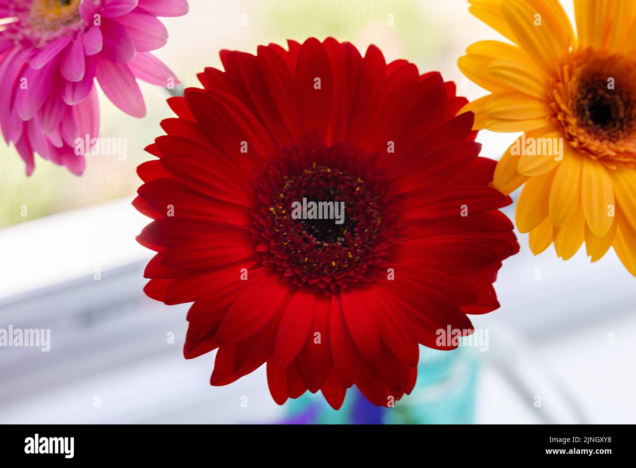 Gerbera Jamesoni Hi Res Stock Photography And Images Alamy