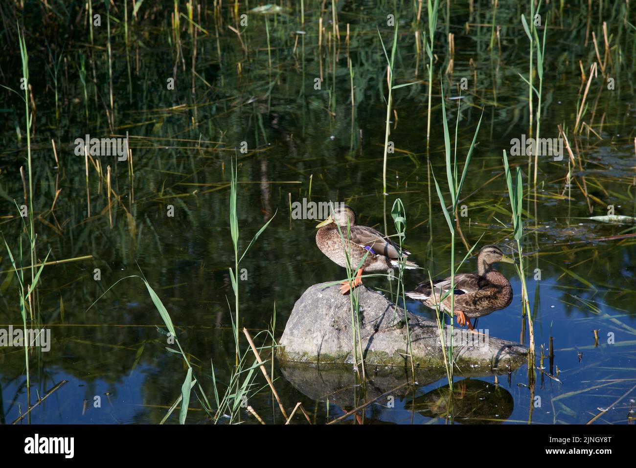 Ducks sunbathing on the pond of a public park Stock Photo