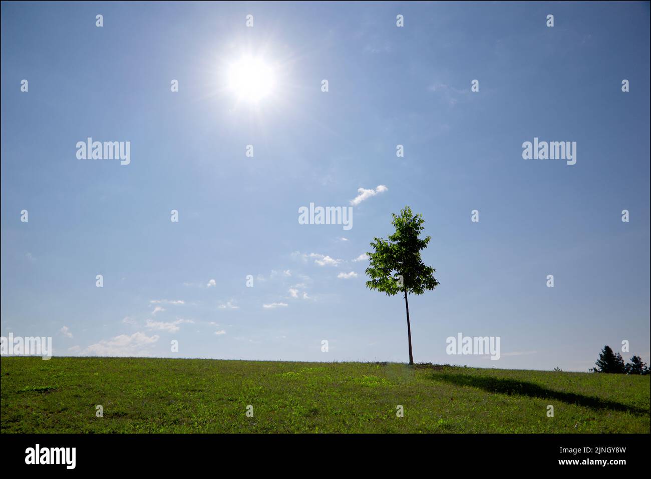 Lonely maple tree isolated in the hill with lens flare. perfect as wallpaper Stock Photo