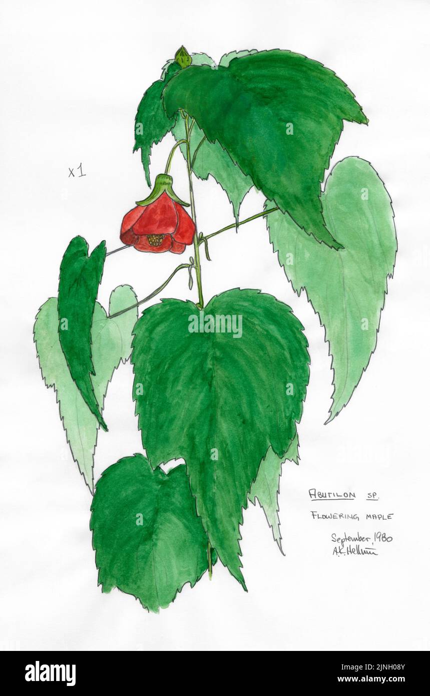 'Flowering maple' Abutilon, sp. painted by A. Kåre Hellum at Sherwood Park, AB September, 1980 Stock Photo