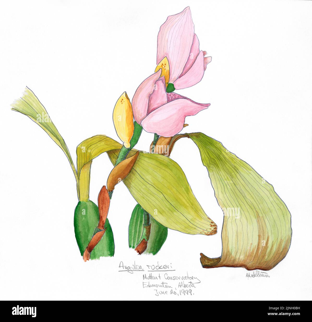 Anguloa ruckeri painted by A. Kåre Hellum at Muttart Conservatory Edmonton, AB June 20, 1999 Stock Photo