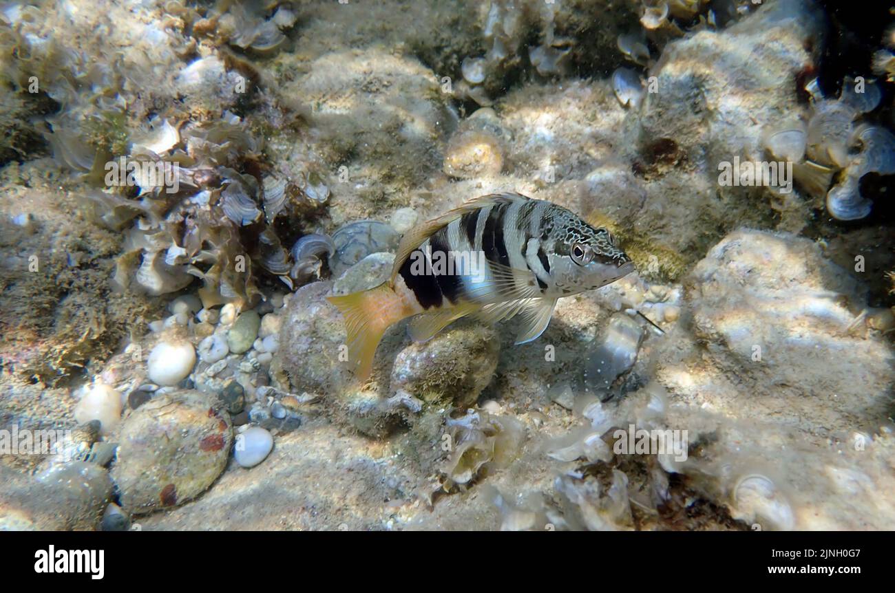 Comb Fish Comber fish hi-res stock photography and images - Alamy