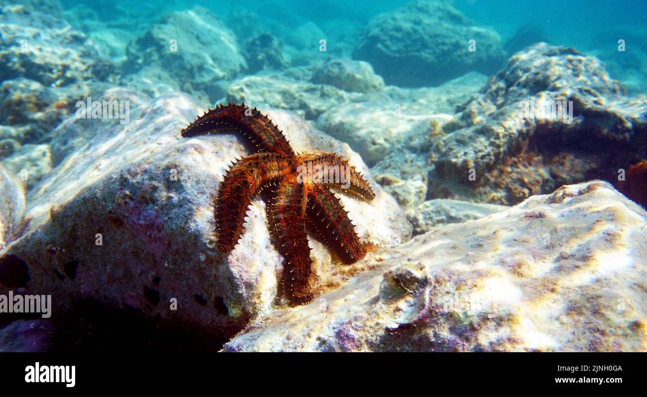 Blue spiny starfish - Coscinasterias tenuispina Stock Photo