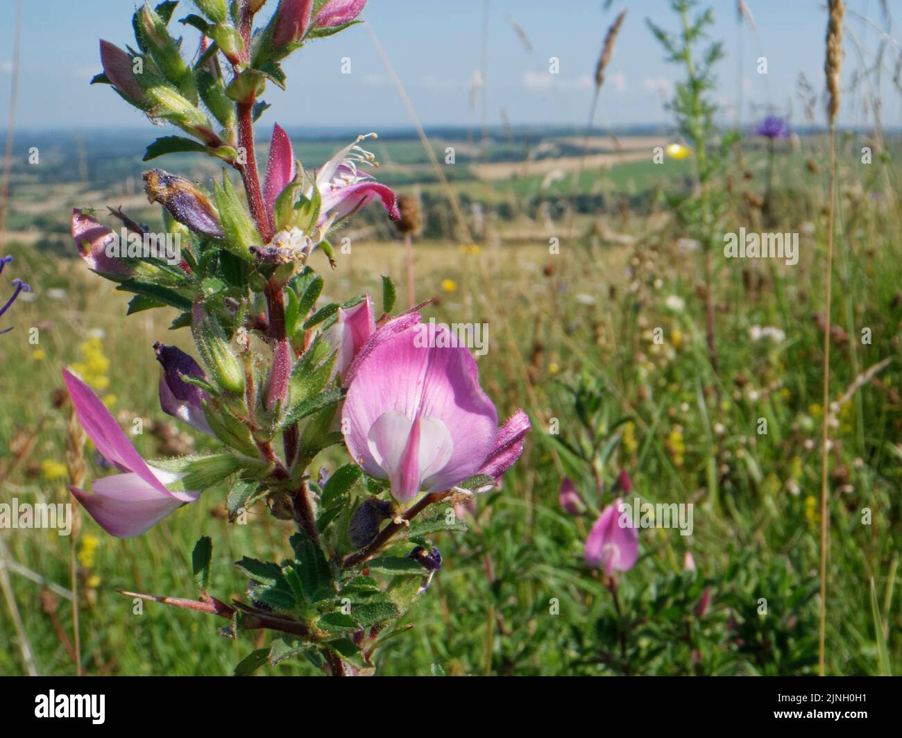 Common restharrow (Ononis repens) flowering on a chalk grassland hilltop, Marlborough Downs, near Calne, Wiltshire, UK, July. Stock Photo