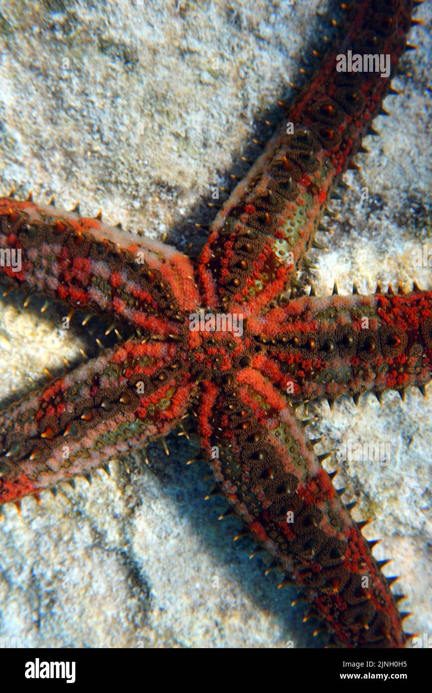 Blue spiny starfish - Coscinasterias tenuispina Stock Photo