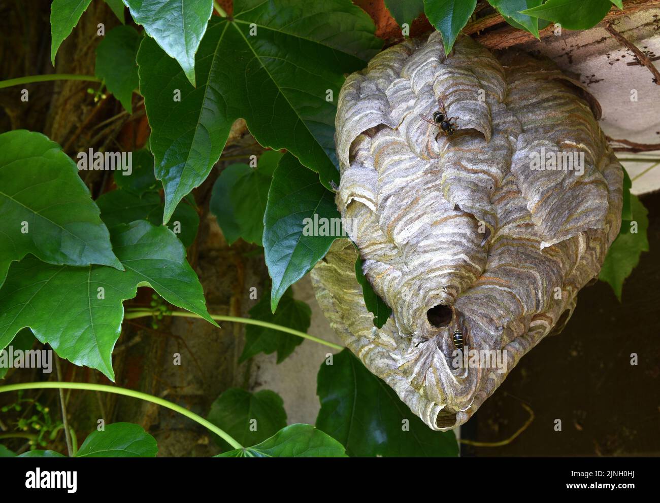 Wasps Nest Stock Photo