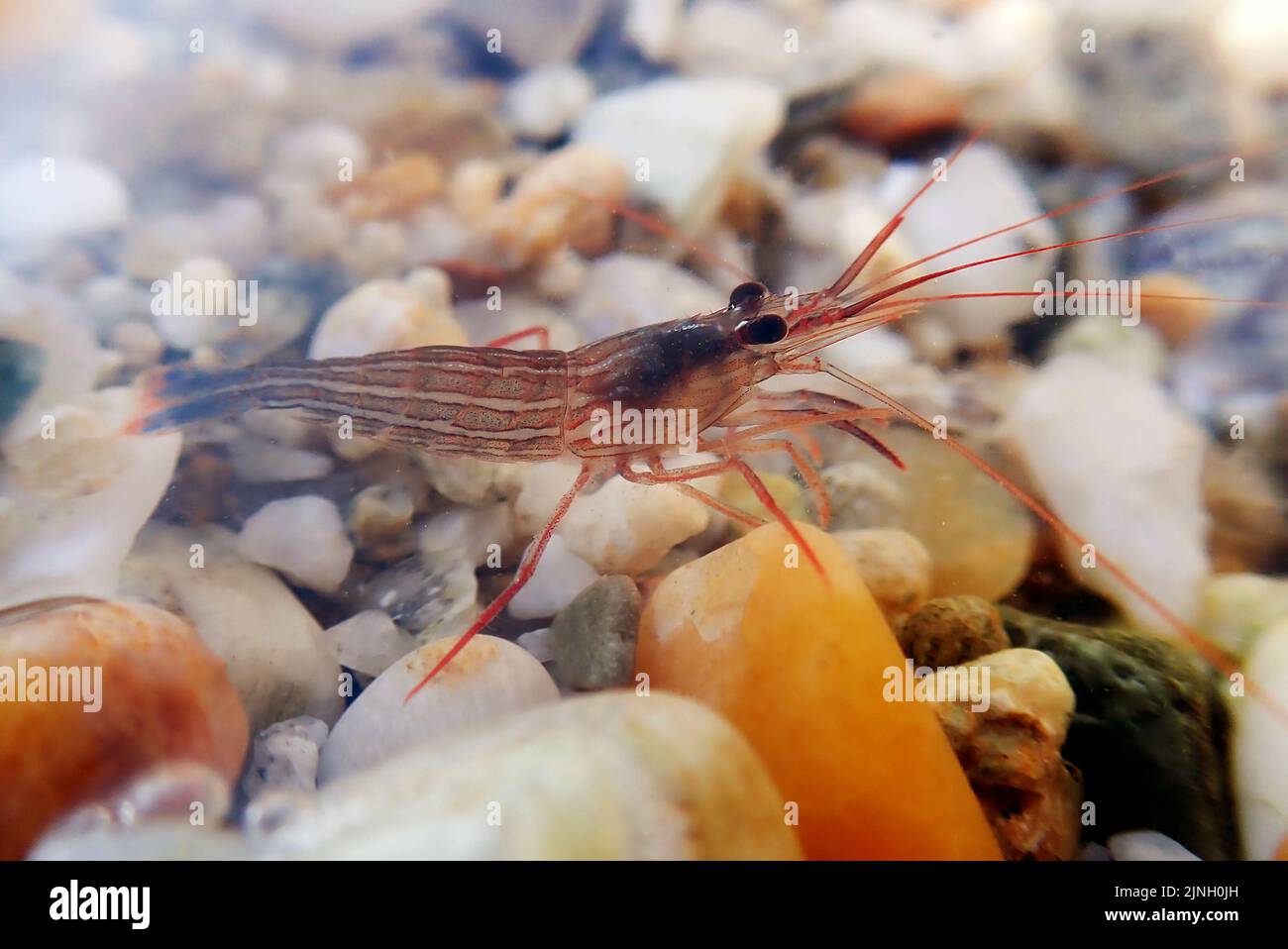 Red Monaco Peppermint shrimp, undersea photography Stock Photo