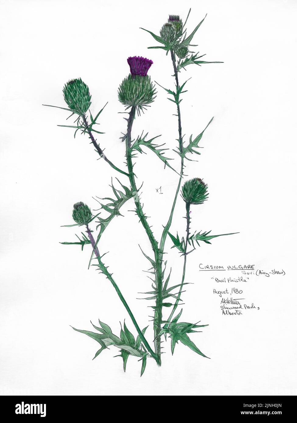 'Bull thistle' Cirsum vulgare, sevi (Airy-Shaw) painted by A. Kåre Hellum at Sherwood Park, AB August, 1980 Stock Photo