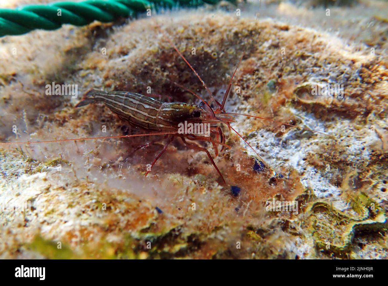 Red Monaco Peppermint shrimp, undersea photography Stock Photo