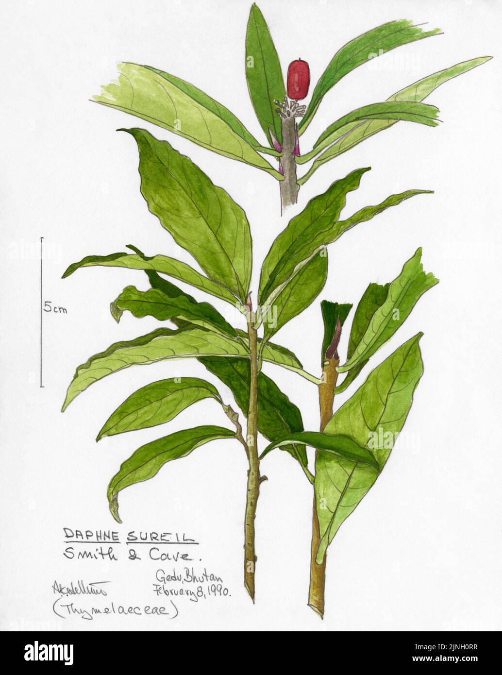 Daphne sureil, Smith & Cave. (Thymelaeceae) painted by A. Kåre Hellum at Gedu, Bhutan February 08, 1990 Stock Photo