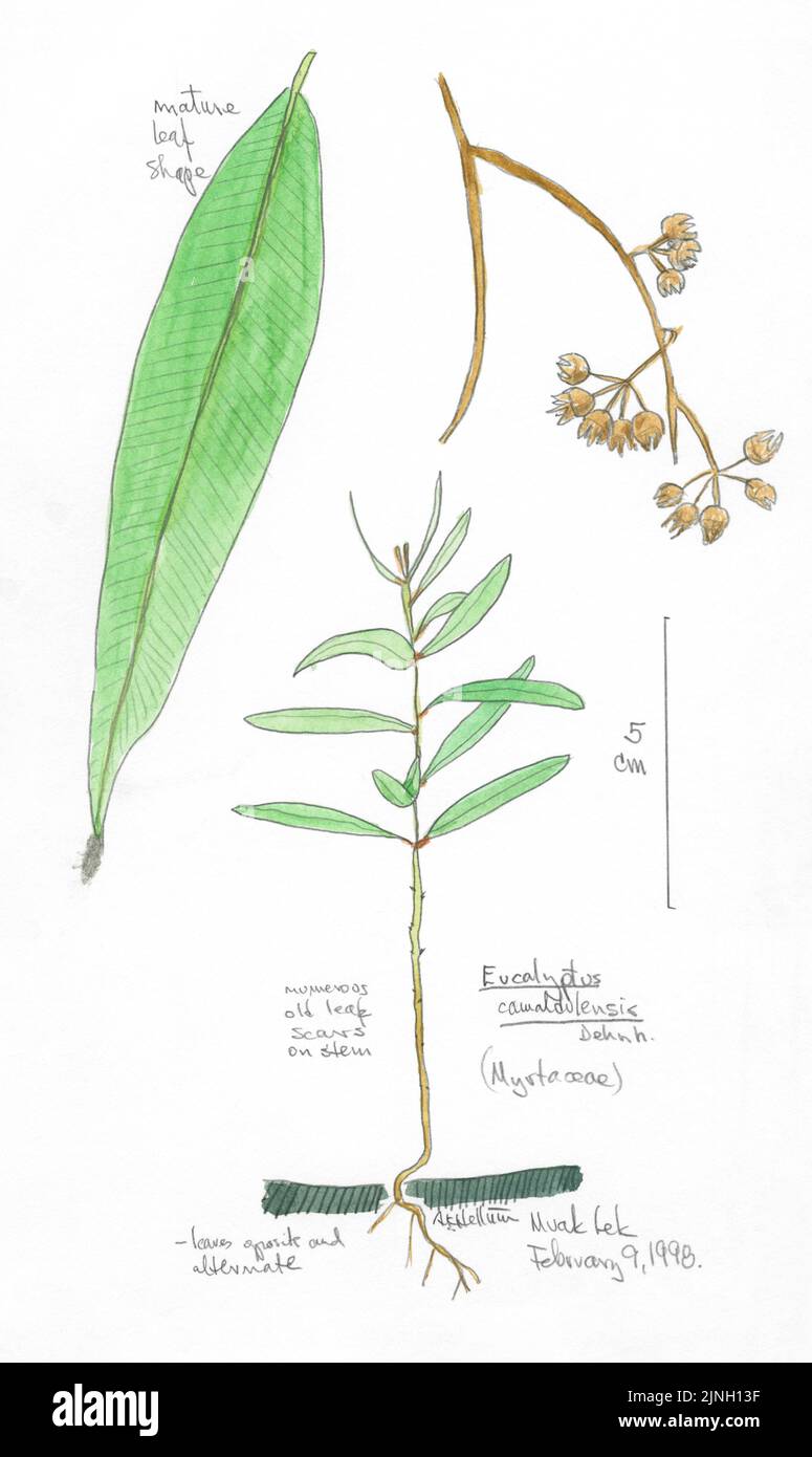 Eucalyptus cawaldulensis, Dehnh. (Myrtaceae) Muak Lek, Thailand February 9, 1998 Stock Photo