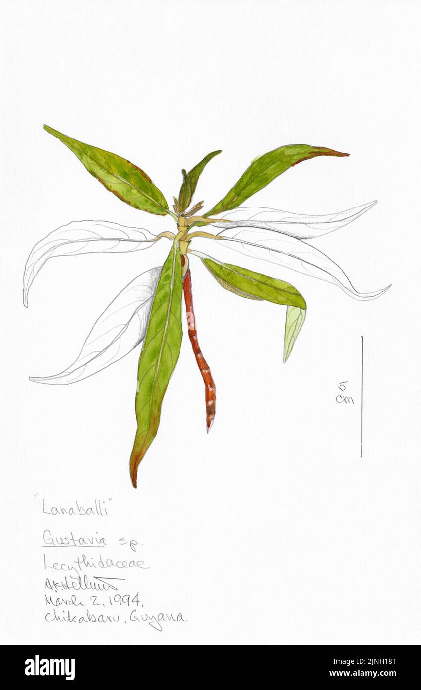 'Lanaballi' Gustavia, sp. (Lecythidaceae) painted by A. Kåre Hellum at Chikabaru, Guyana March 02, 1994 Stock Photo