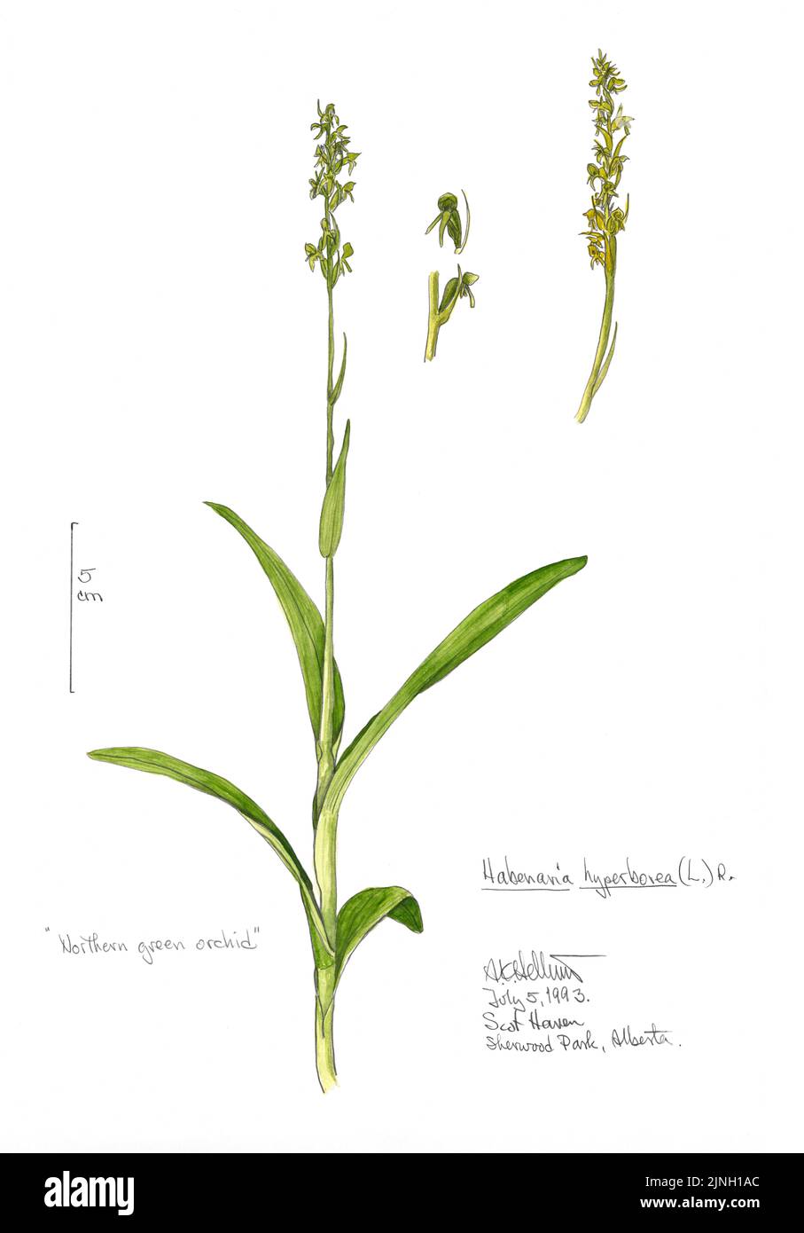 'Northern green orchid' Habenaria hyperborea painted by A. Kåre Hellum at Sherwood Park, AB July 05, 1993 Stock Photo